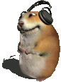 chomik groovin!
